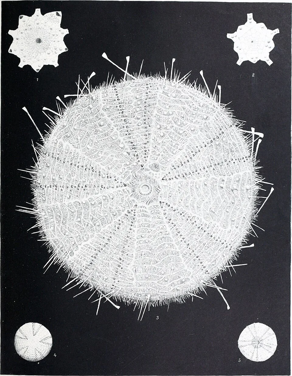 Sperosoma grimaldii