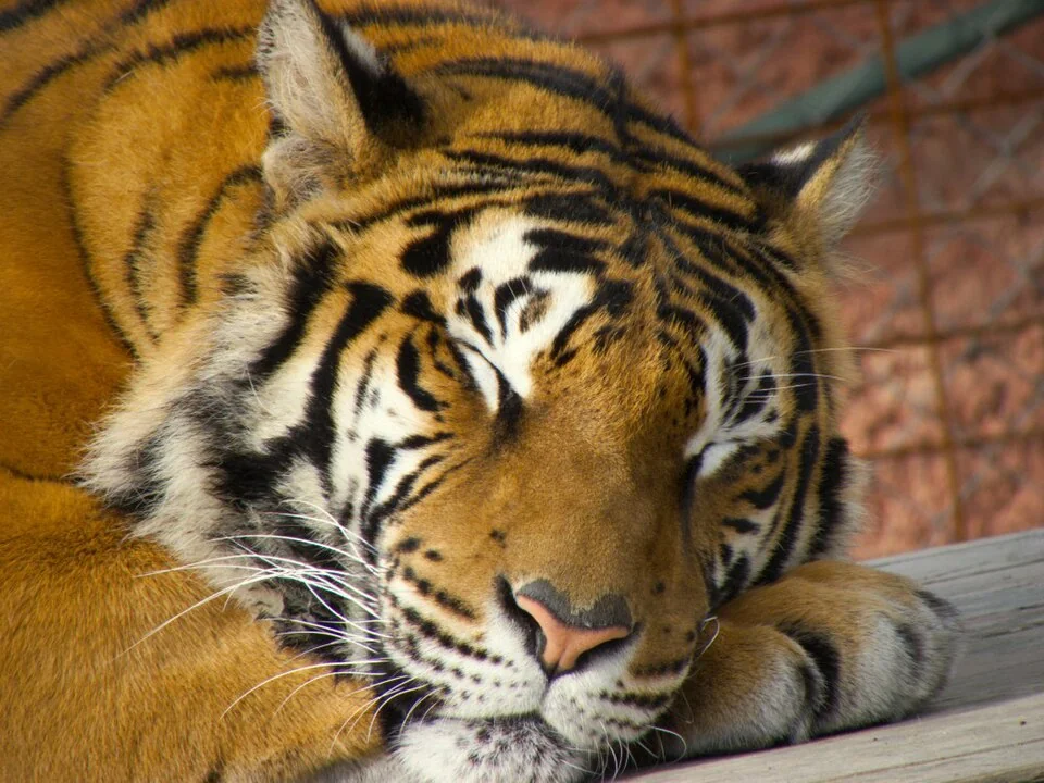 The Sleeping Tiger