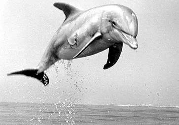 Tuffy (US Navy dolphin)