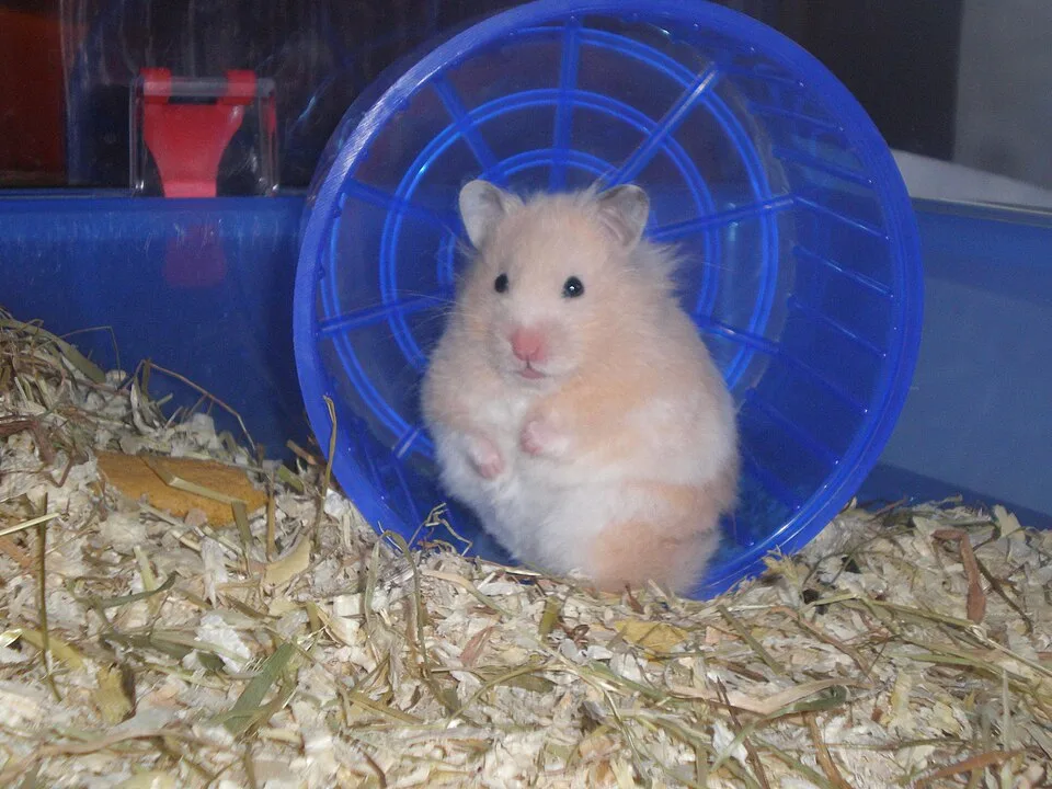 The Hamster Wheel