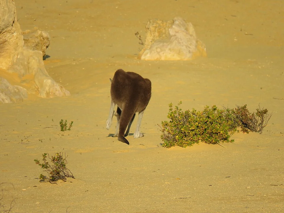 Western grey kangaroo