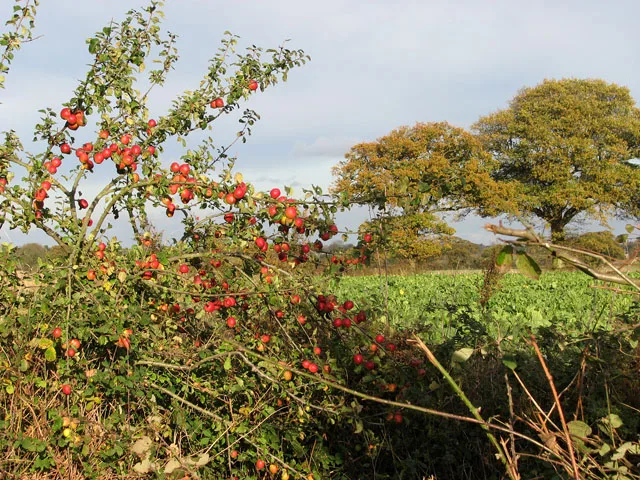 Wild Apples