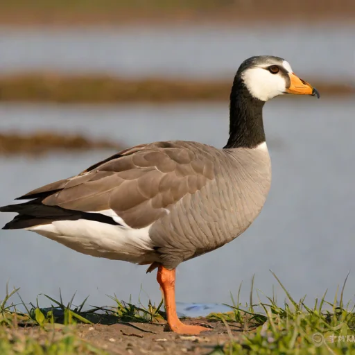 Ashy-headed Goose