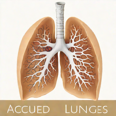 AccuMed Anatomy Lungs Model