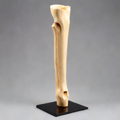 Anatomical Femur Model