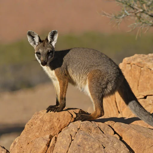 Black-footed Rock-wallaby