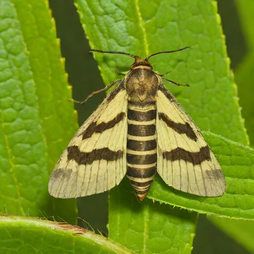 Beet armyworm moth