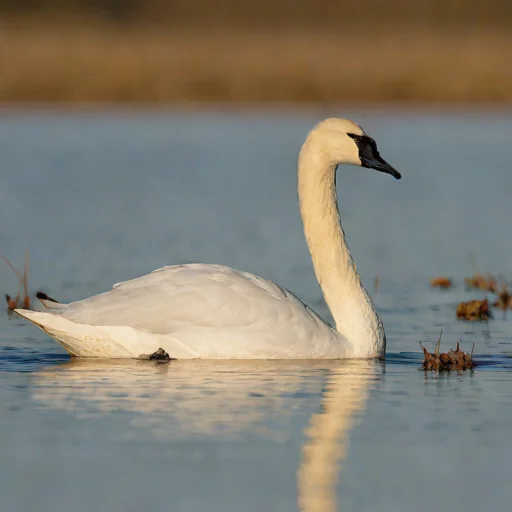 Bewick's Swan