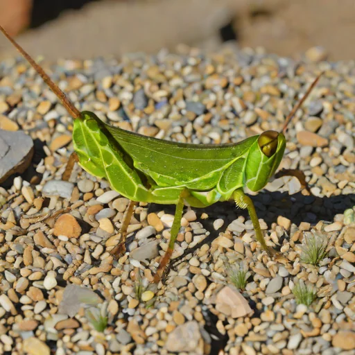 Circotettix undulatus