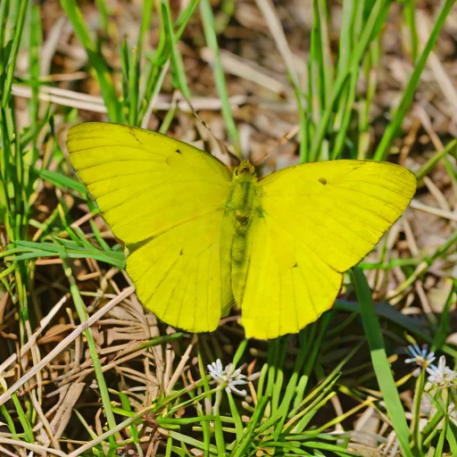 Common Grass Yellow