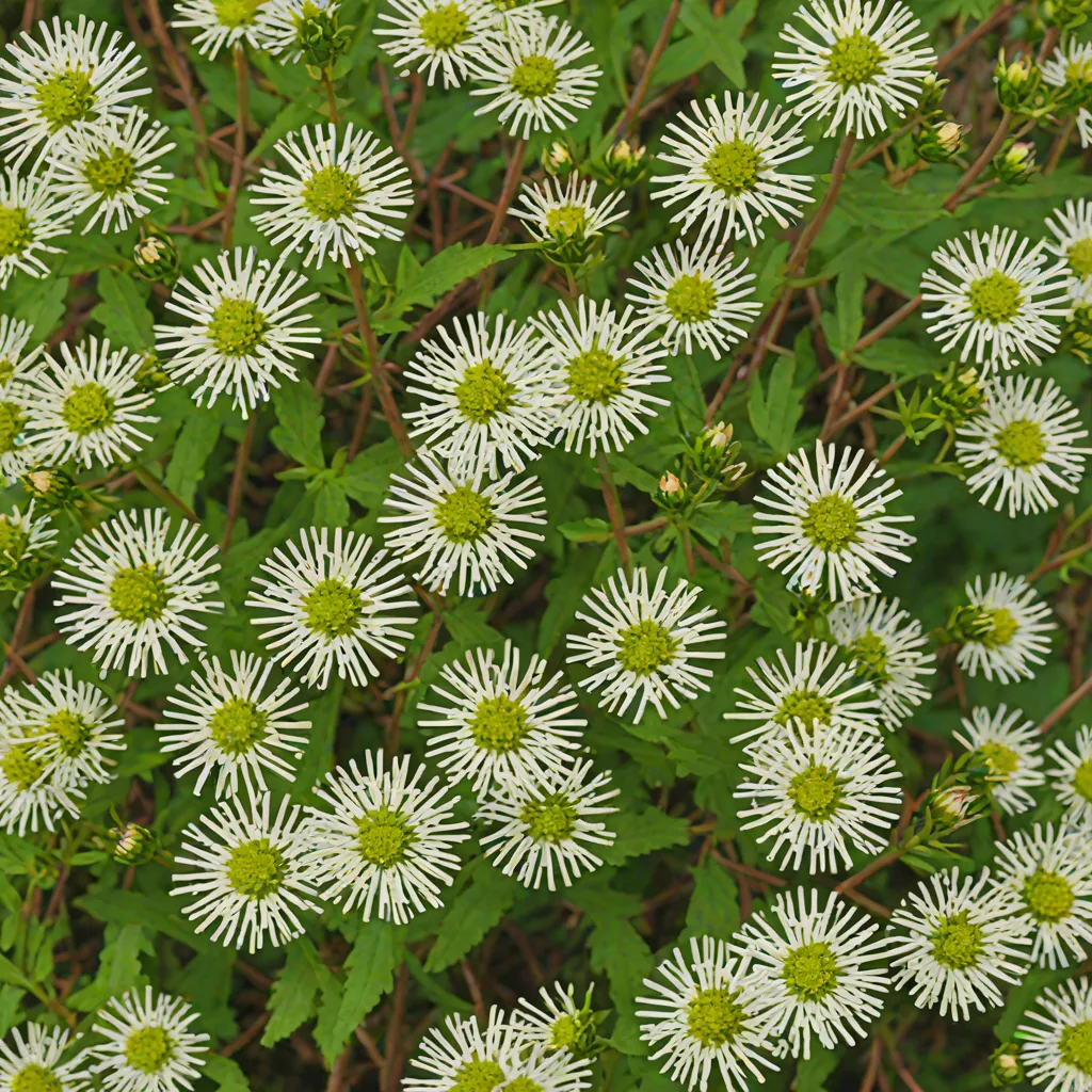 Calico Aster