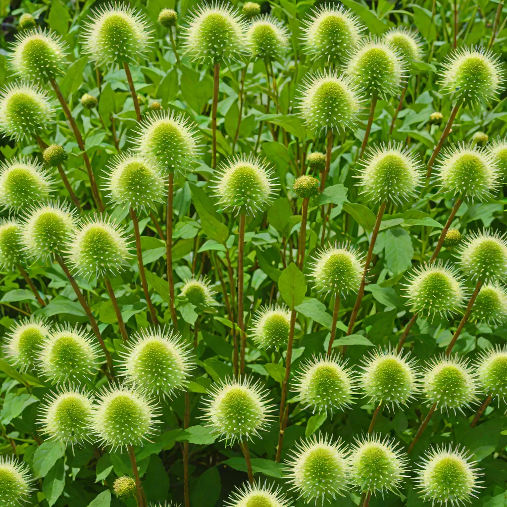 Cephalanthus occidentalis