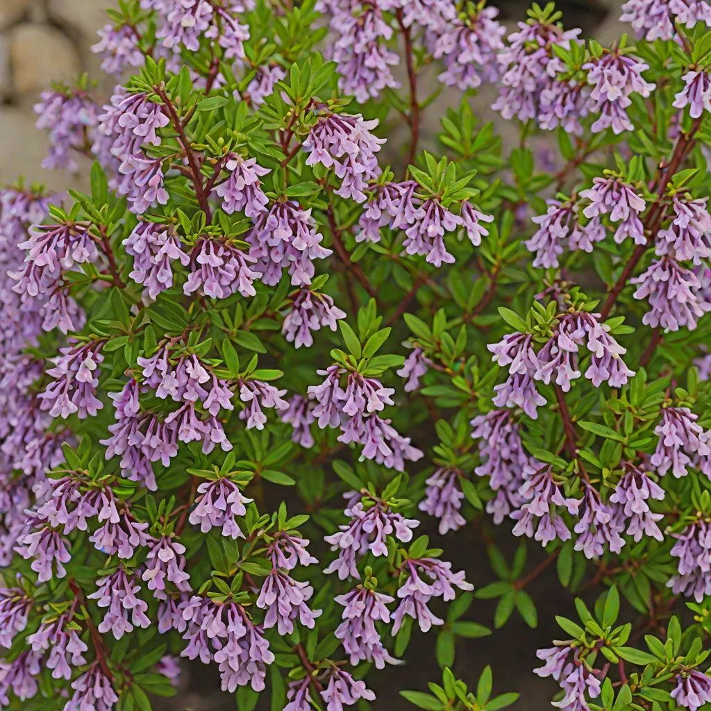 Chamaecytisus purpureus