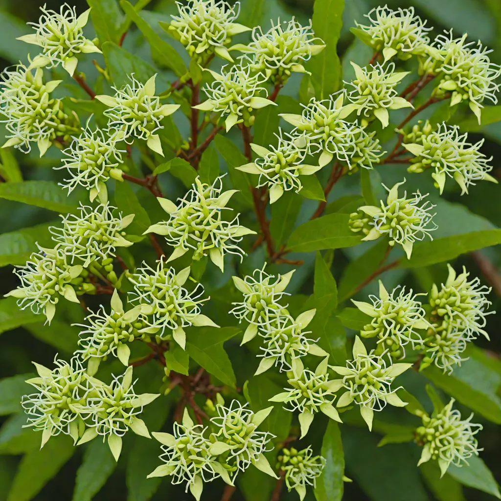 Cestrum nocturnum
