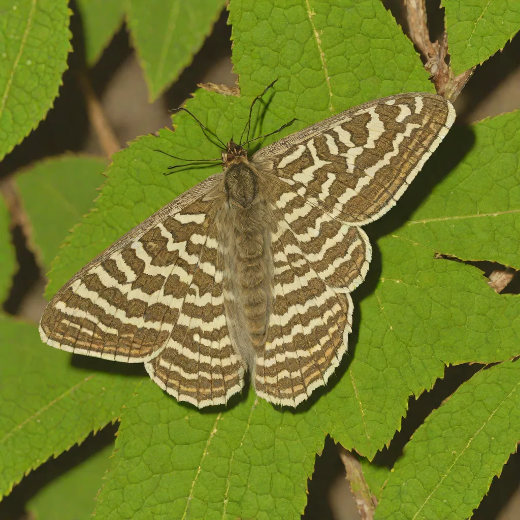 Coronet moth
