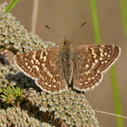 Dingy Skipper