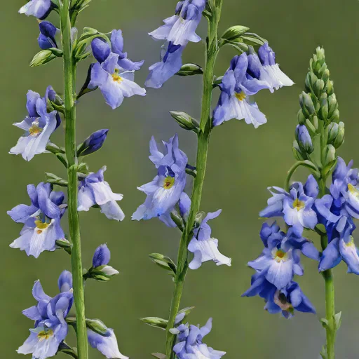Dwarf Larkspur