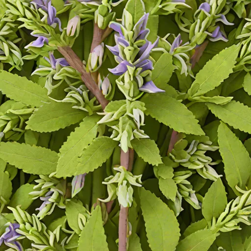 Dried Clary Sage