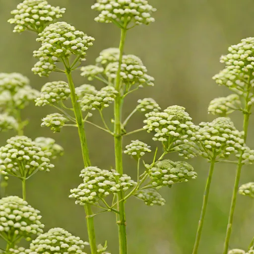 Dried Meadowsweet