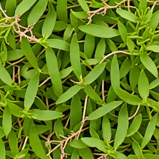 Dried Sea Purslane