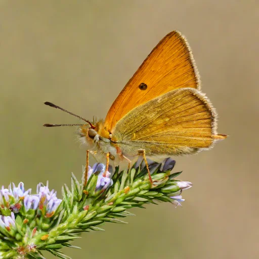 Essex Skipper