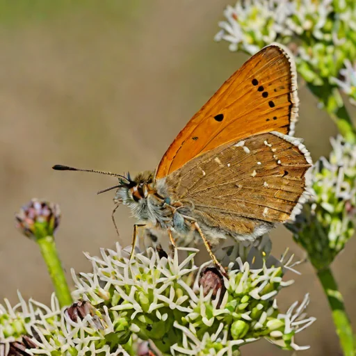 Eufala Skipper