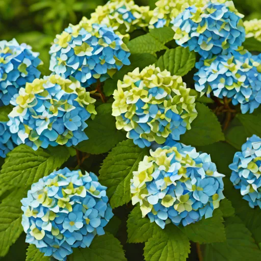 Endless Summer Hydrangea