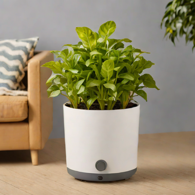 Elho Brussels Self-Watering Pot