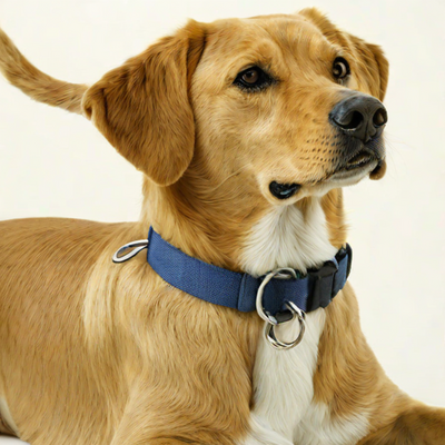 Ethical Pet Solid Nylon Dog Collar