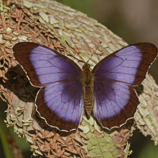 Florida Purplewing