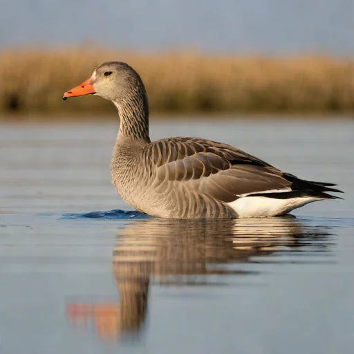 Greylag Goose