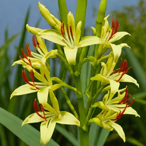 Ginger Lily