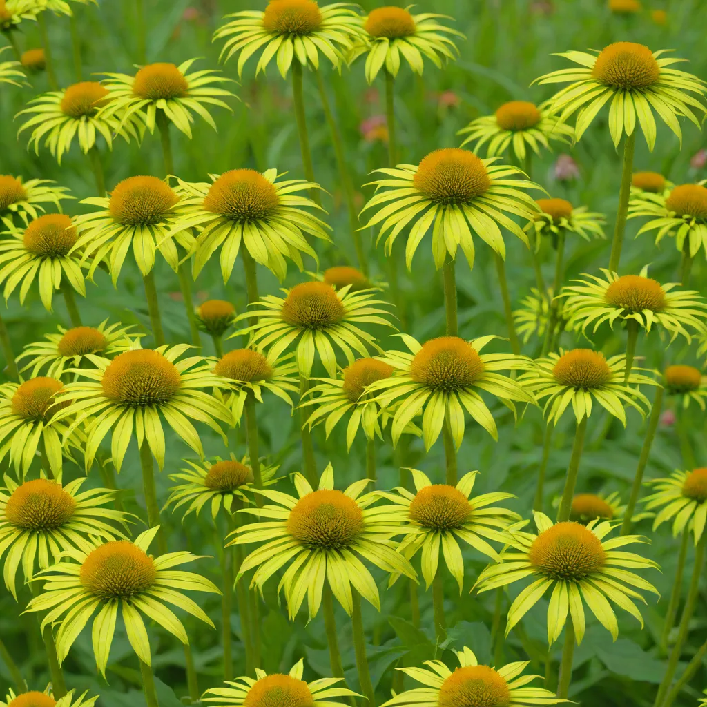 Green-headed Coneflower