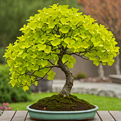 Ginkgo Biloba (Dwarf Varieties)