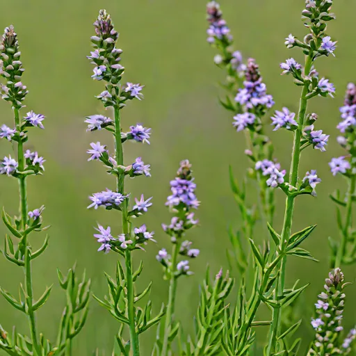 Hoary Vervain