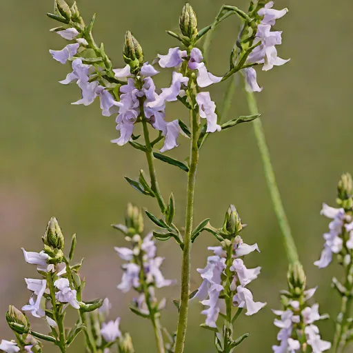 Hairy Beardtongue