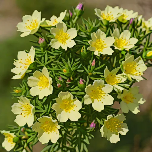 Halimium lasianthum (Rock Rose)