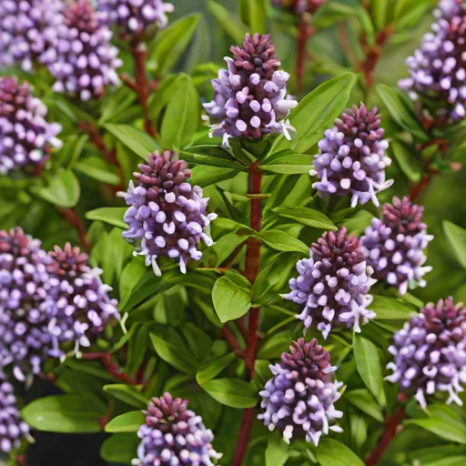 Hebe speciosa (Showy Hebe)