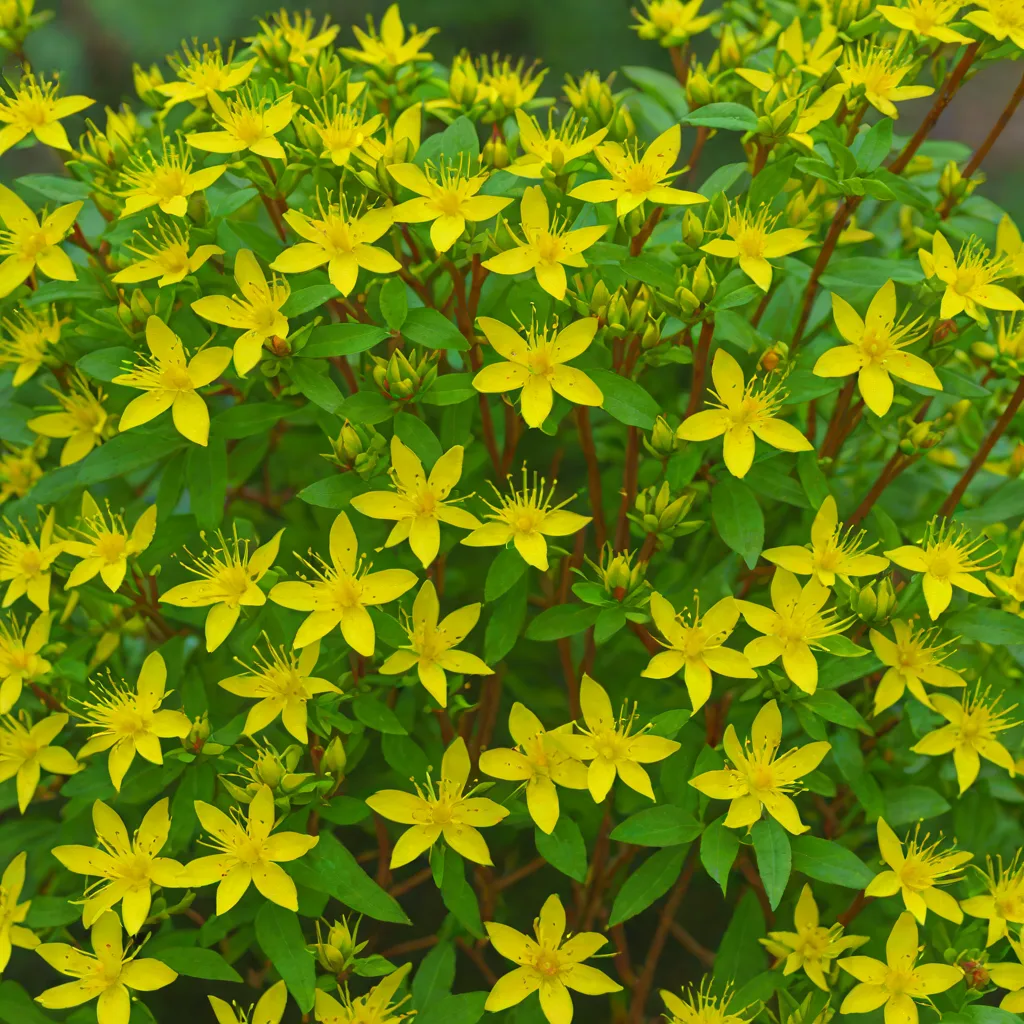 Hypericum frondosum