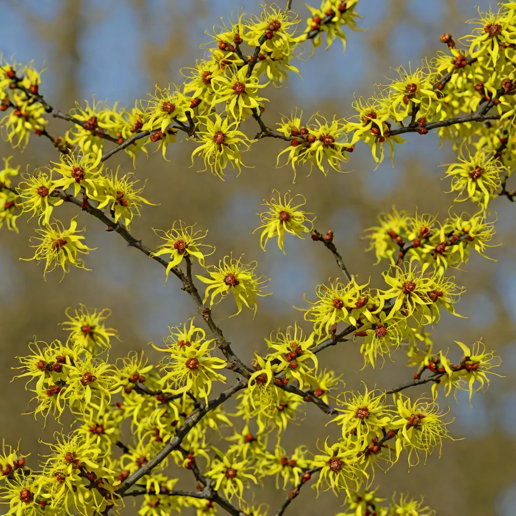 Hamamelis mollis