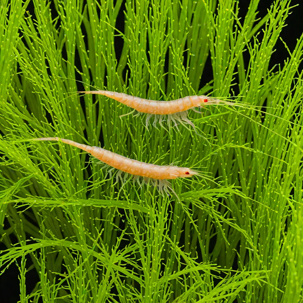 Hairy Shrimp