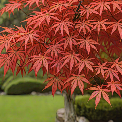 Japanese Maple (Acer palmatum 'Shishigami')