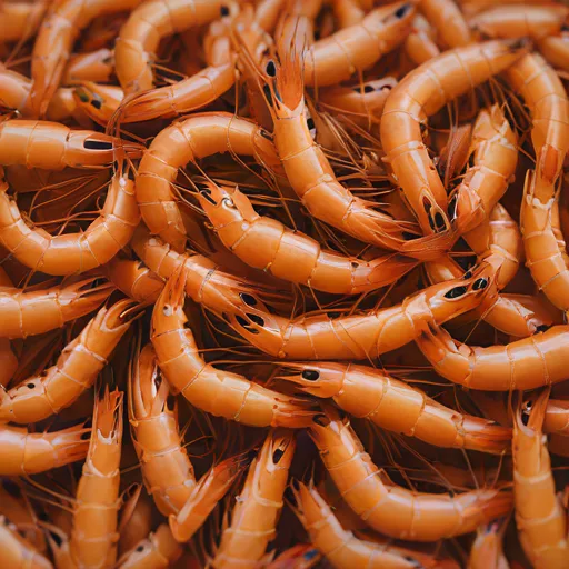 Kadal Shrimp