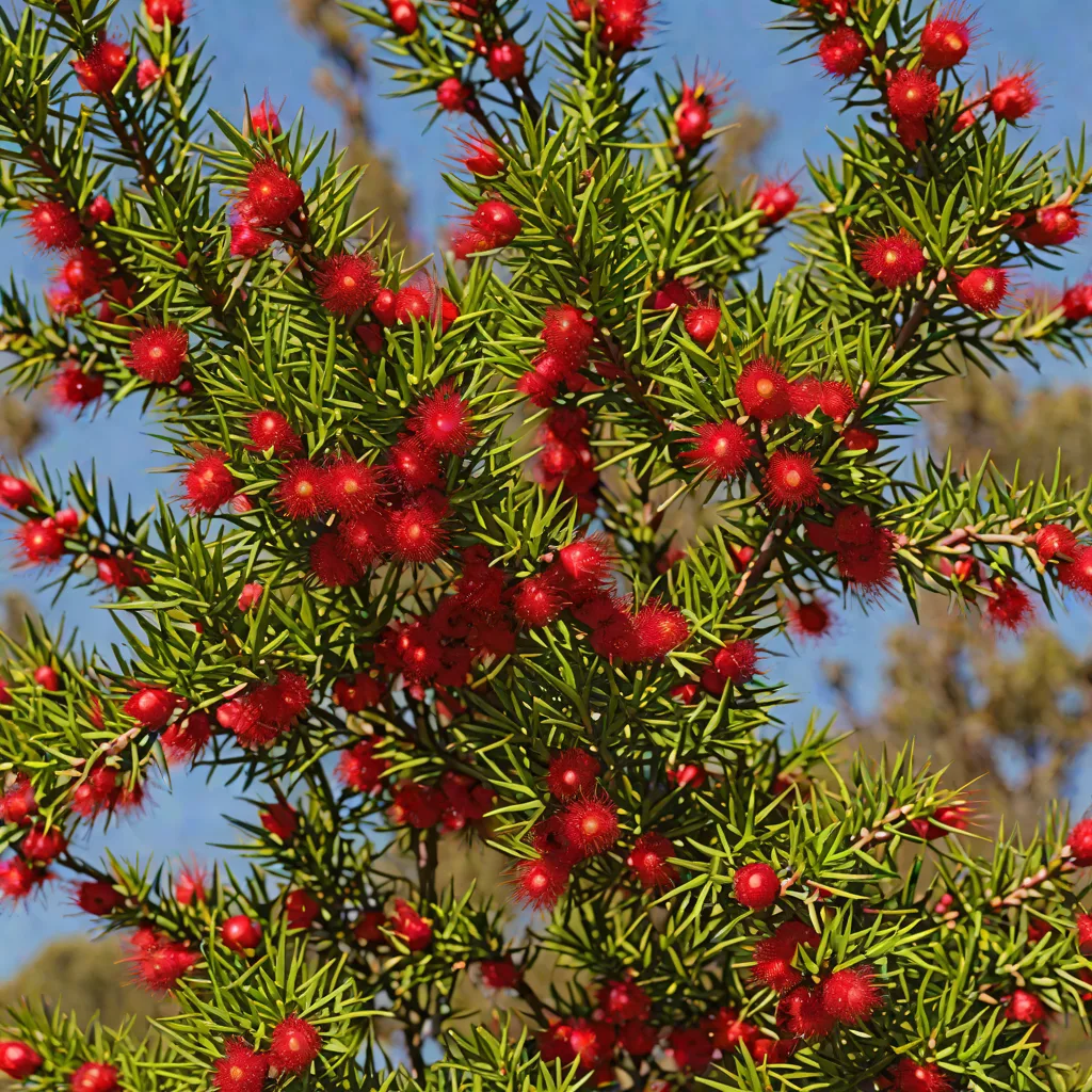 Kunzea baxteri