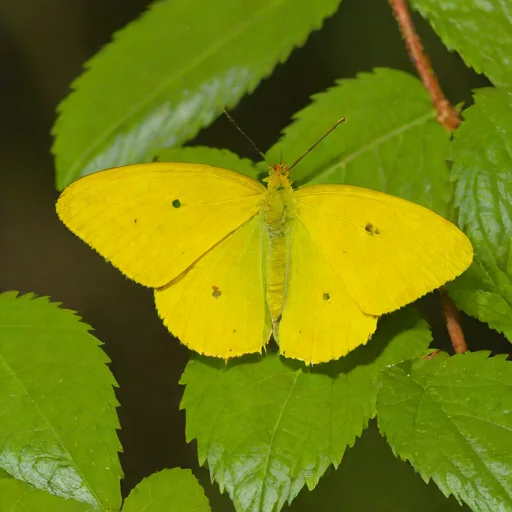Large Orange Sulphur