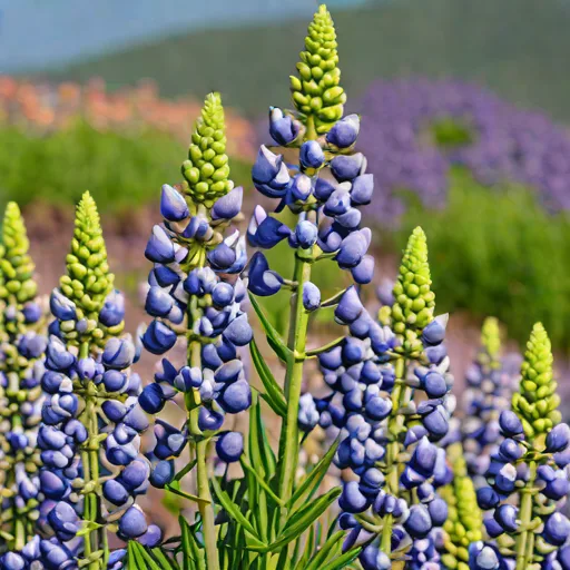 Lupine