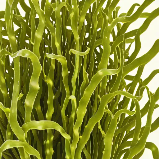 Laminaria ochroleuca