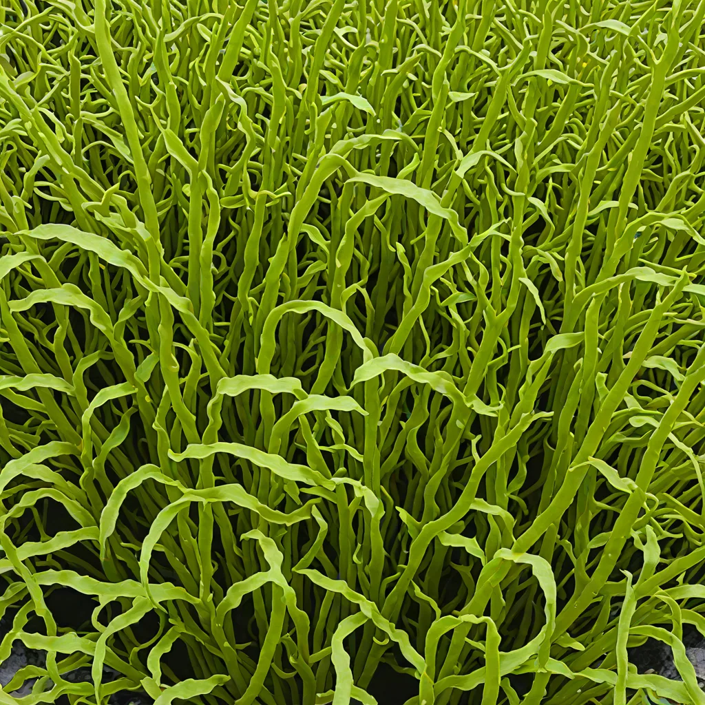 Laminaria setchellii
