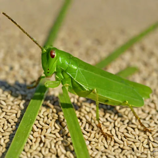 Melanoplus differentialis