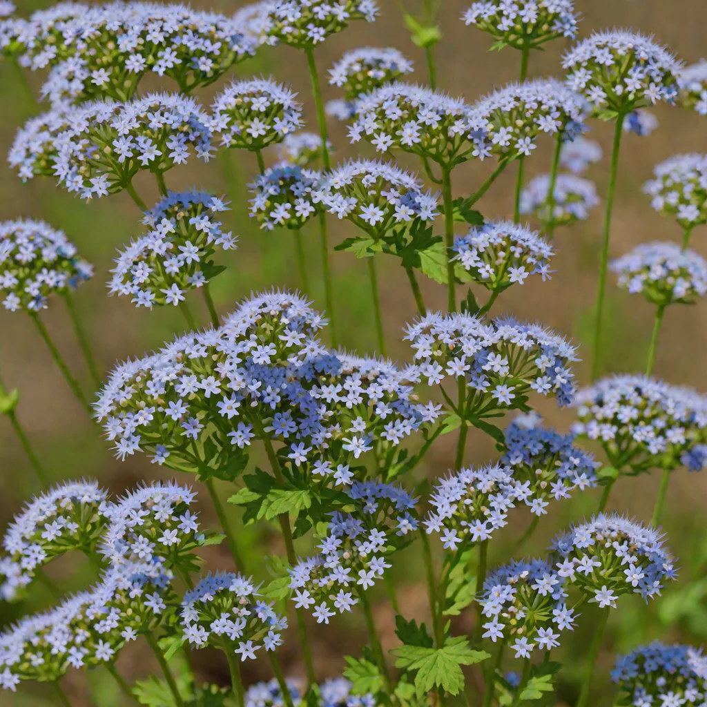 Mistflower